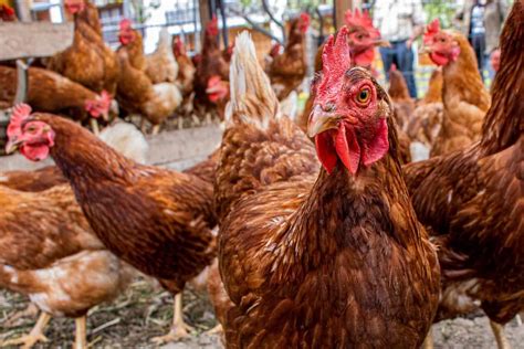 How To Start Poultry Farming In Jharkhand Business Plan Breeds Setup
