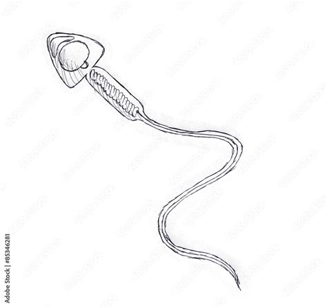 Sperm Drawing Foto De Stock Adobe Stock