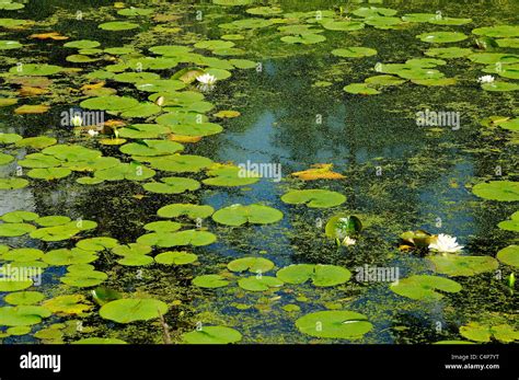 Lily Pads Floating On River High Resolution Stock Photography And