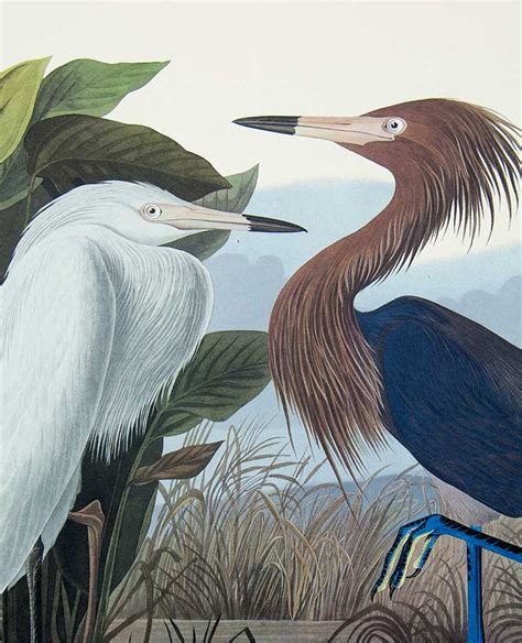 plate 256 purple heron or reddish egret princeton audubon print audubon collector