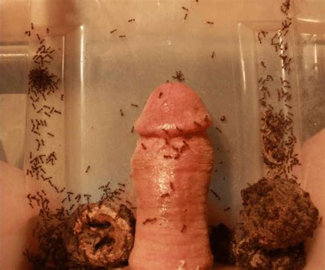 Insects On Penis Wankgod