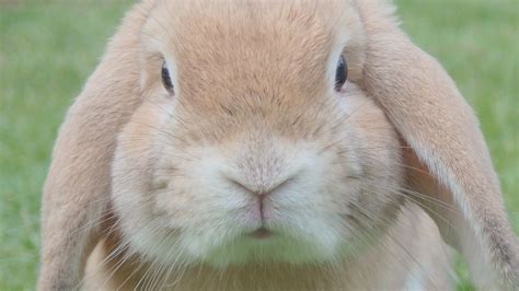 Cute Rabbit Close Up Face Hd Wallpapers