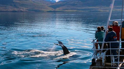 Whale Watching Tour In Dalvik Arctic Adventures