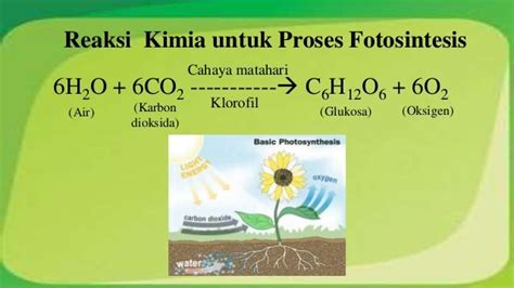 Reaksi Kimia Fotosintesis Dan Jenis Jenis Reaksi Kimia Berpendidikan