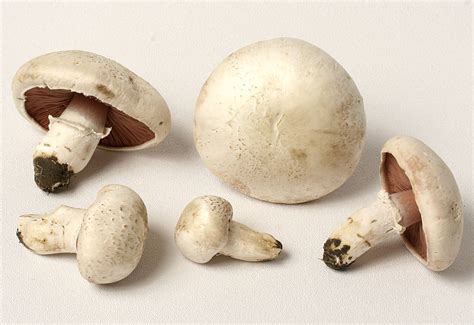 California Fungi Agaricus Campestris