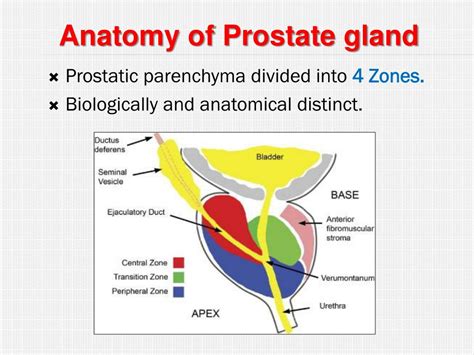Ppt Anatomy And Physiology Of The Prostate Powerpoint Presentation