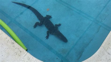 Florida Man Finds Eight Foot Alligator In His Swimming Pool Southern