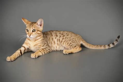 How High Can Savannah Cats Jump What You Need To Know About Savannah