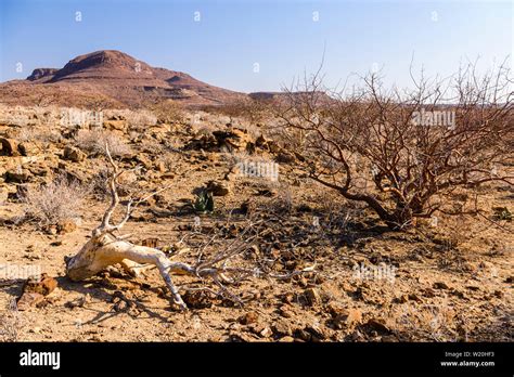 Scrubland Africa High Resolution Stock Photography And Images Alamy