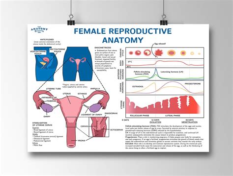 Female Reproductive Anatomy Poster Etsy España