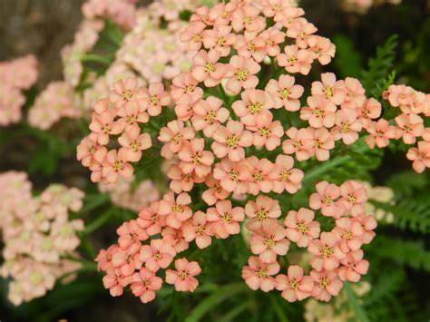 Check spelling or type a new query. peach coral salmon my favorite flower color....my garden ...