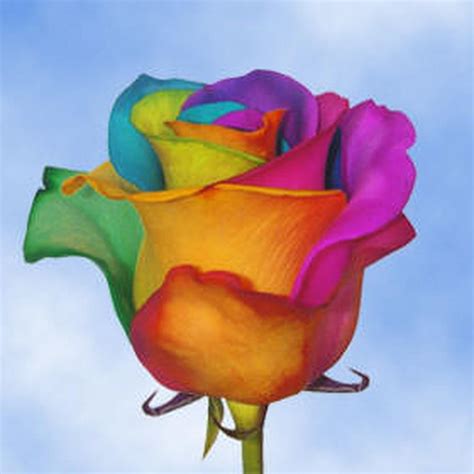 Globalrose 50 Stems Of Multi Color Rainbow Roses Your Choice Rainbow
