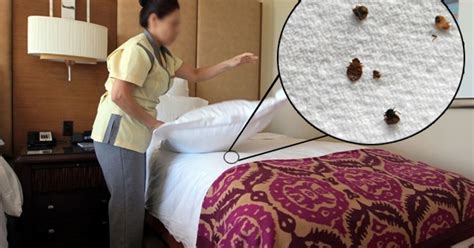 4 Simple Ways To Avoid Bed Bugs When Traveling