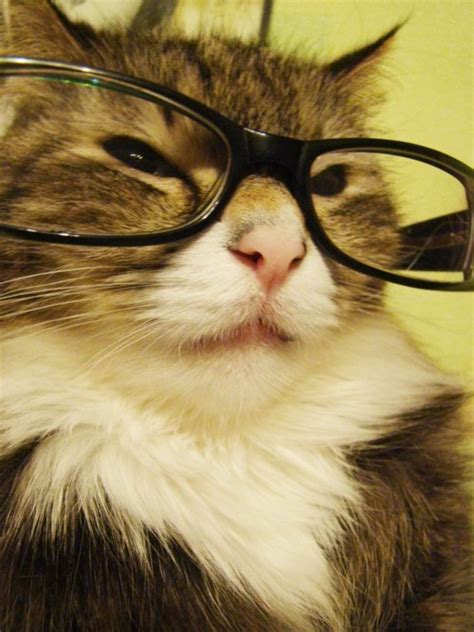 🔥 48 Cat Wearing Glasses Wallpaper Wallpapersafari