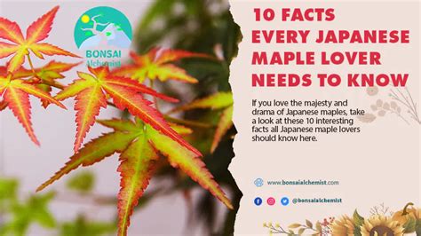 10 Facts For Every Japanese Maple Lover Bonsai Guide