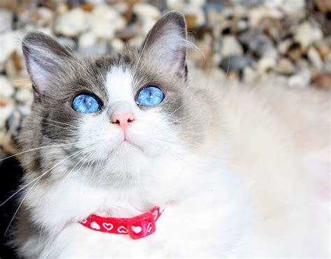 5 Choses à Savoir Sur Le Ragdoll Animalaxy