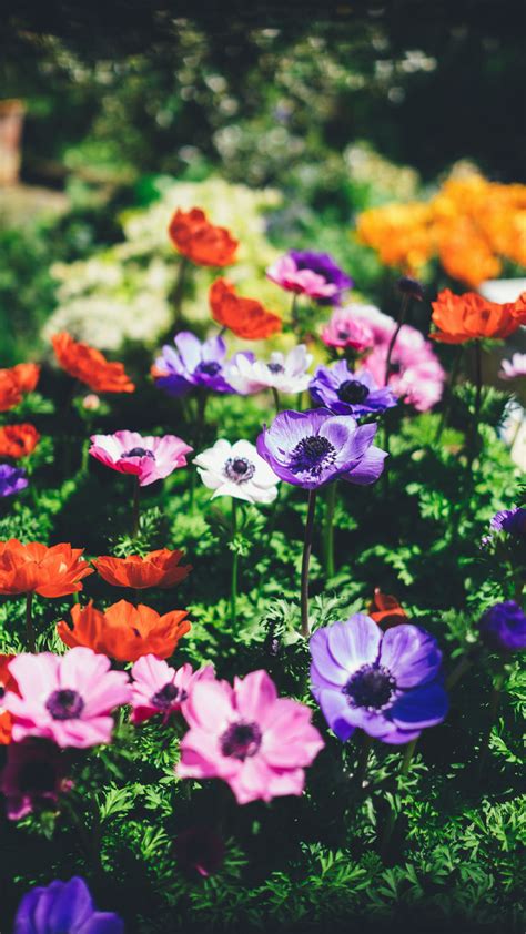27 Floral Iphone 7 Plus Wallpapers For A Sunny Spring