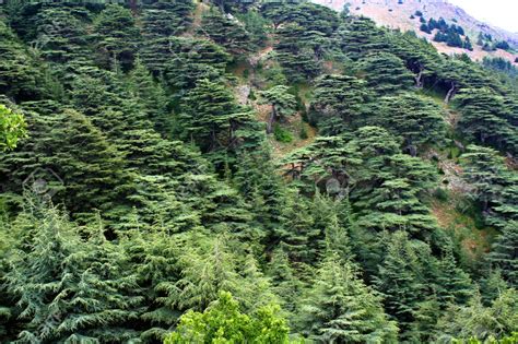Most Magicalunbelievable Looking Forests Ultimate Guide To
