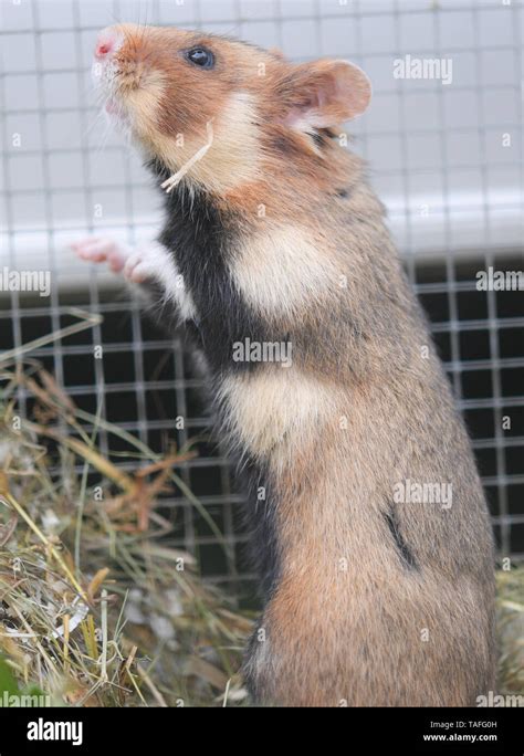 Niederdorfelden Germany 24th May 2019 A Female Field Hamster Is