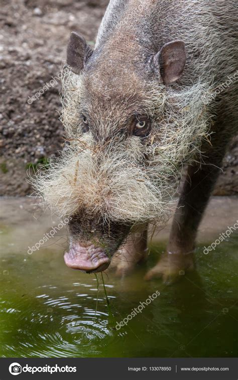 Bornean Bearded Pig Sus Barbatus Stock Photo By ©wrangel 133078950