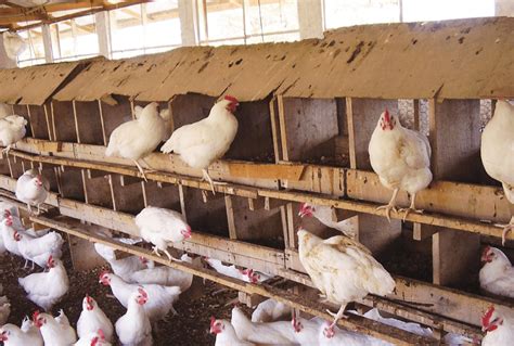 Beginners Guide To Village Or Local Chicken Farming Poultry Farm