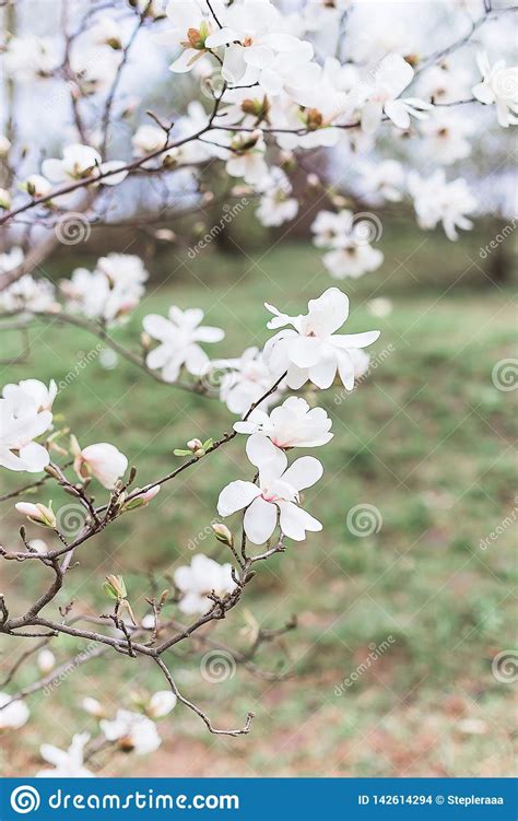 Beautiful White Magnolia Blooms In The Garden Stock Photo Image Of