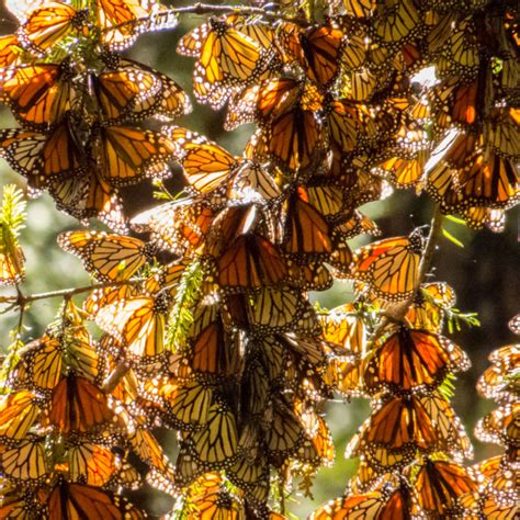 Evolution Of Monarch Butterflies Monarch Butterfly Mi