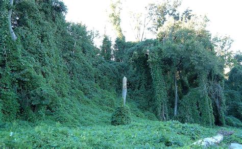 Some invasive species are capable of being extremely destructive in their new environments. File:Kudzu on trees in Atlanta, Georgia.jpg - Wikimedia ...