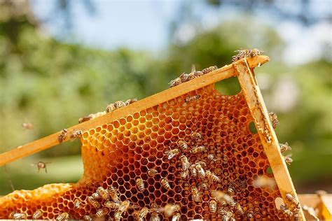 How Do Bees Make Honey Worldatlas