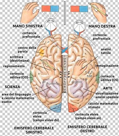 Brain Function And Anatomy