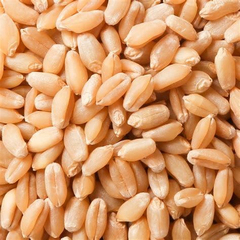 Dried Agriculture Wheat Seeds 05 Packaging Size Loose At Rs 20kg