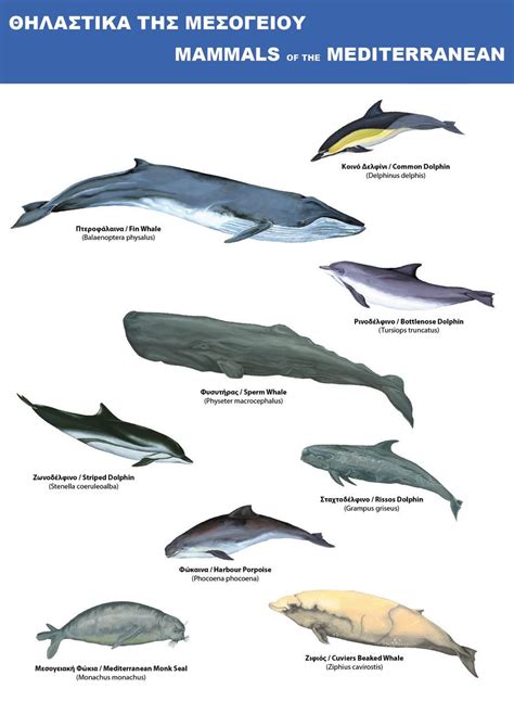 Types Of Marine Mammals Pets Lovers