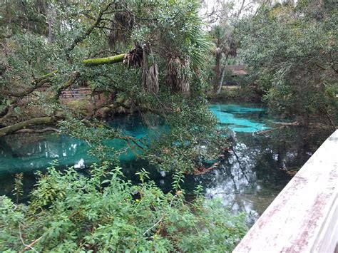 Fern Hammock Springs Ocala National Forest Fl Natural Springs On