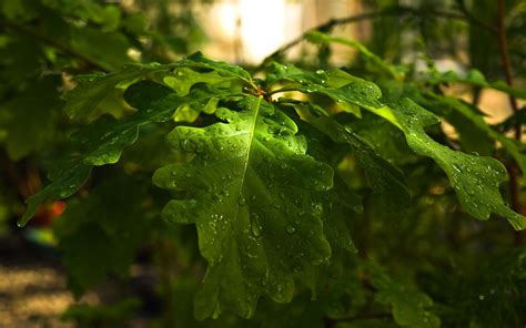 Oak Wallpapers Wallpaper Cave