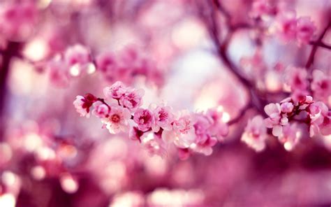Cherry Blossom Flower A3 Hd Desktop Wallpapers 4k Hd