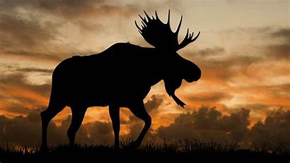 Moose Silhouette Bull Lake Alaska Wallpapers Forest