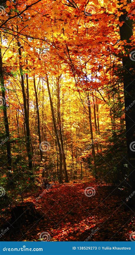 Beautiful Sunny Day In The Autumn Golden Forest Stock Image Image Of