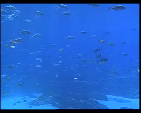 Live Aquariums Screen Saver Download