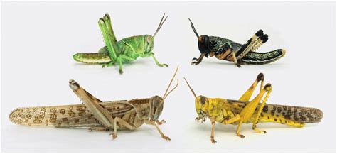 Download Scientific Diagram Solitarious And Gregarious Locusts Differ