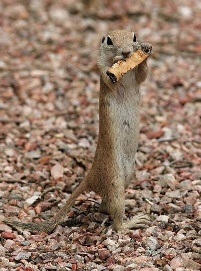 Round Tailed Ground Squirrel Alchetron The Free Social Encyclopedia