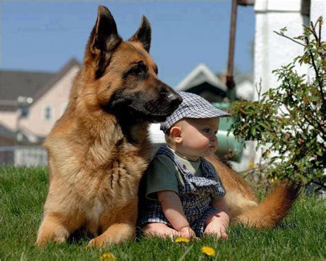 German Shepherd Guarding His Precious Baby Dogs Pinterest Photos