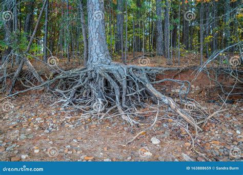 Tree Roots Exposed At The Shoreline Stock Image Image Of Ecology