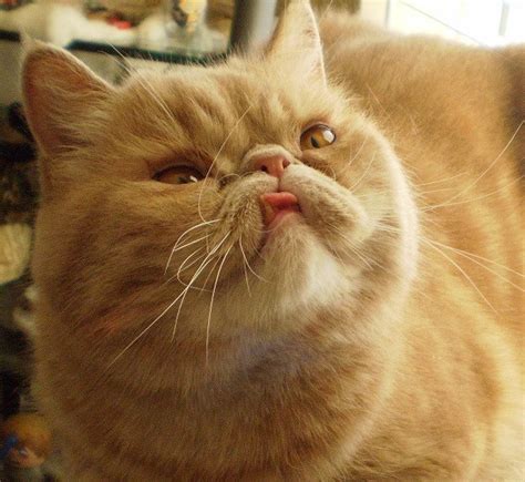 This Derpy Faced Cat Will Make You Redefine The Word Cute
