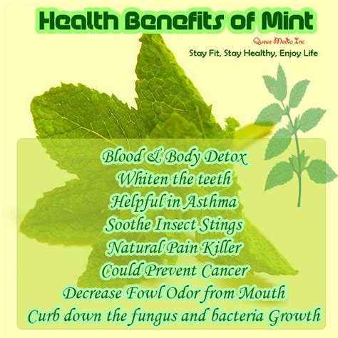 The Wealth Of Health Health Benefits Of Mint