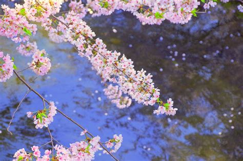 Cherry Blossoms Japan River · Free Photo On Pixabay