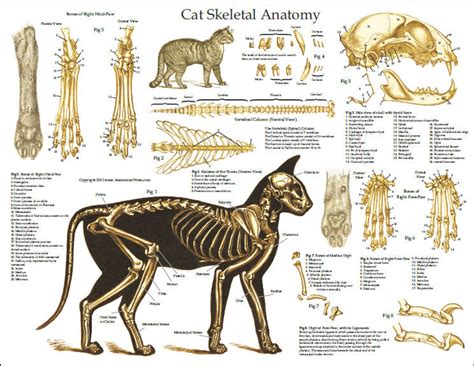Cat Skeleton Anatomy Poster Clinical Charts And Supplies