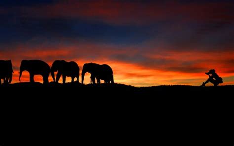 Photographer At Sunset Wild Elephants Silhouette 4k