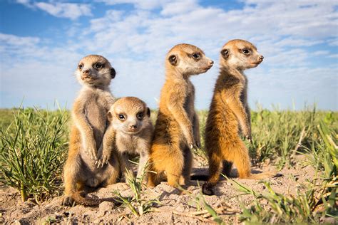 Baby Meerkats Photo One Big Photo