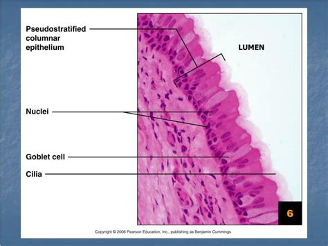 Ppt Tissues Introduction Epithelial Tissue Classification Glands