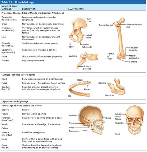 Table Lists Types Of Bone Markings Along With Illustrations And